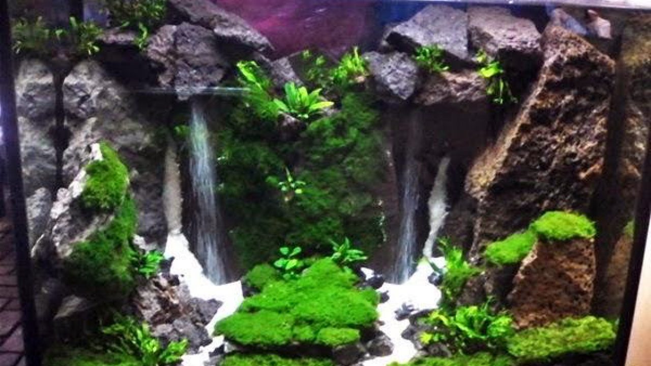 dramatisch Zeker Sjah De ultieme aquascape gids voor prachtige aquascaping – Aquariumfans