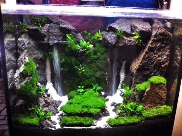 Dreigend bruid passen De ultieme aquascape gids voor prachtige aquascaping – Aquariumfans