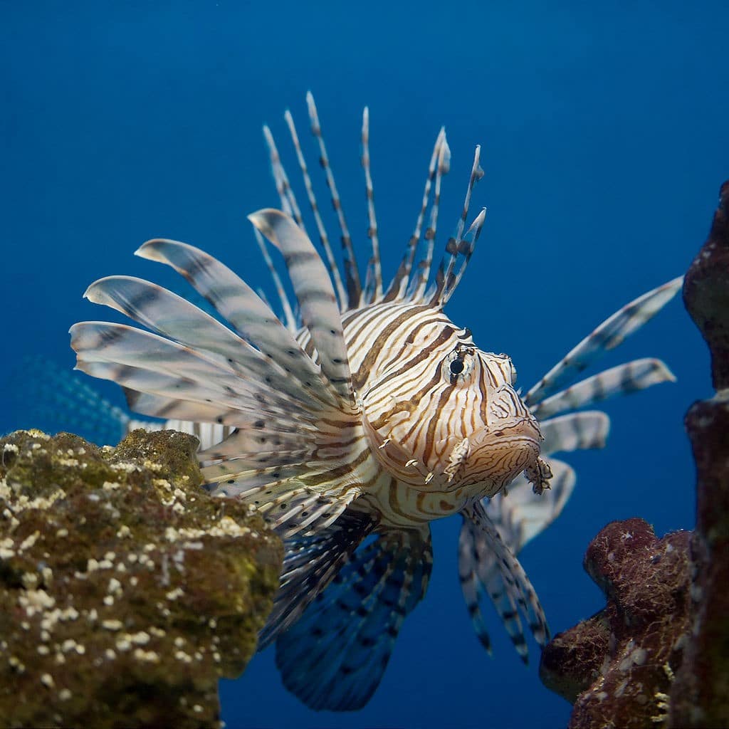Rang Geneeskunde toewijding Top 10 zoutwater Aquarium vissen voor beginners - Dutch Reef