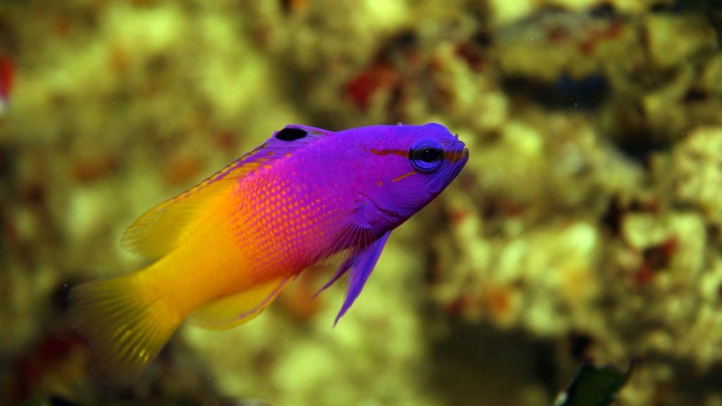 Rang Geneeskunde toewijding Top 10 zoutwater Aquarium vissen voor beginners - Dutch Reef