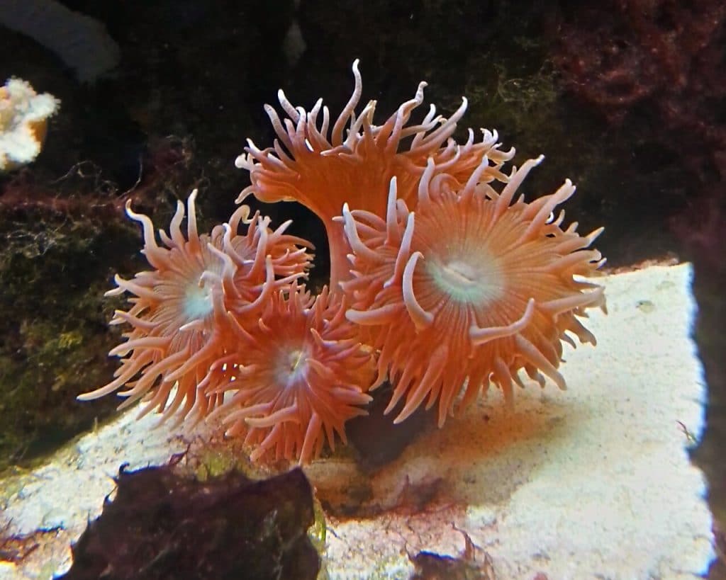 Dagelijks Mooie jurk Begrafenis Top 5 aquarium zoutwater koralen voor beginners (Tip)