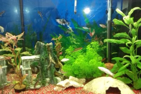 aquarium foto 1
