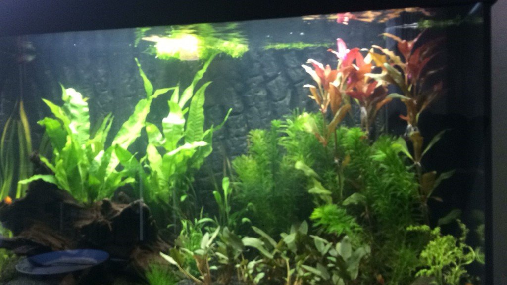 Daphnes Bak Aquariumfans