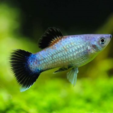 Blue Wagtail Platy Blue Wagtail Platy