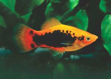 De Tuxedo Platy De Tuxedo Platy