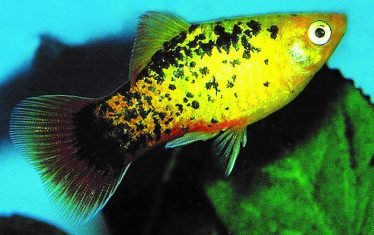 Manntjes Platy met staafvormige buikvin Manntjes Platy met staafvormige buikvin