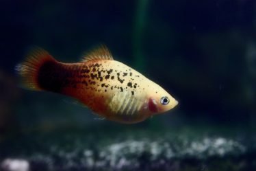 Xiphophorus maculatus salt pepper platy Xiphophorus maculatus salt pepper platy