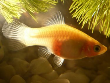 Zwangere Platy aquariumvis Zwangere Platy aquariumvis
