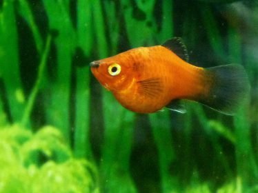moonfish platy moonfish platy