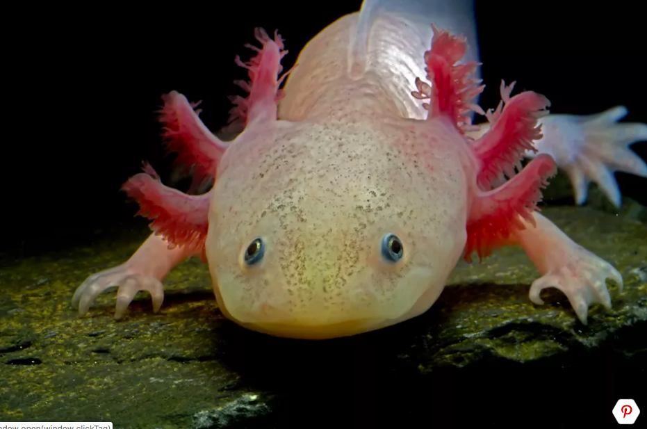 aangrenzend Strippen Gestreept Axolotl, een fascinerend beestje in je aquarium – Aquariumfans