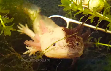 Chimera axolotl