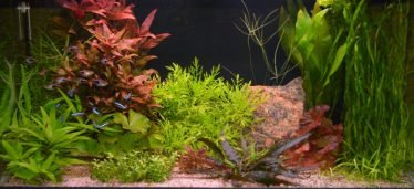 Een leuk aquarium van een van de deelnemers aan de schouw 2019.