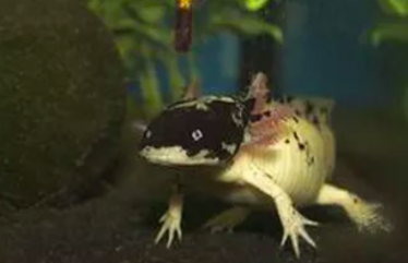Gevlekte axolotl
