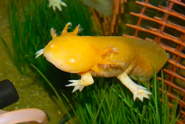 Gouden axolotl