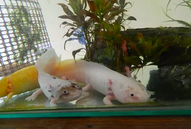 Leucistische axolotl