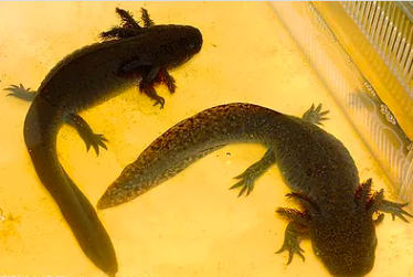 Melanoïde axolotl