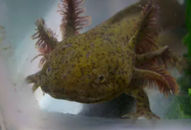 Wilde axolotl