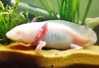 Witte albino axolotl