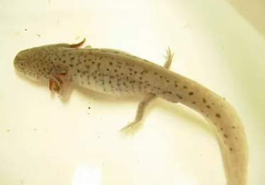Zilveren dalmatiër axolotl
