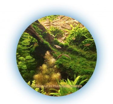 Aquarium Natuur in Huis in Heerenveen