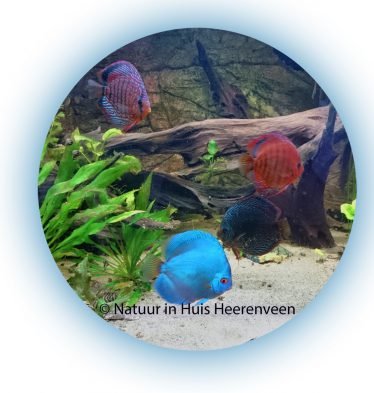 Aquariumvereniging Natuur in Huis in Heerenveen