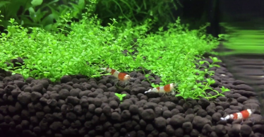 Aquasoils met garnalen Voedingsbodem