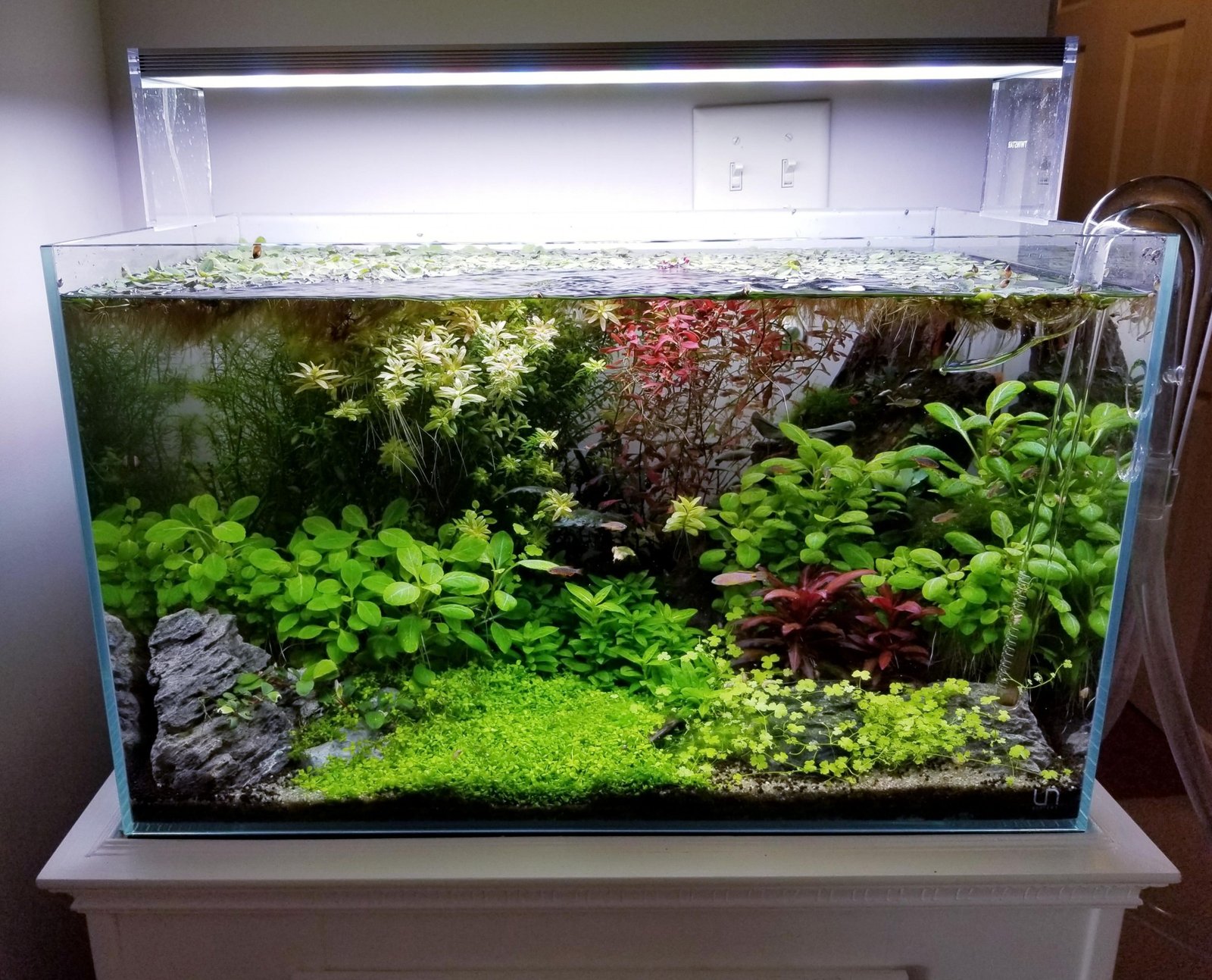 Te weinig vissen in je aquarium