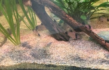 Voorbeeld van bodemrot in een aquarium