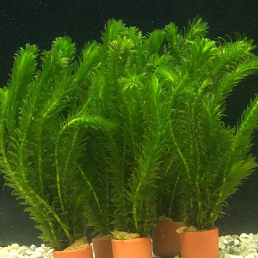 Waterpest groepje