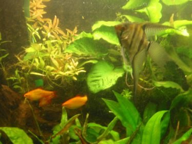 aquariumvereniging aquavo