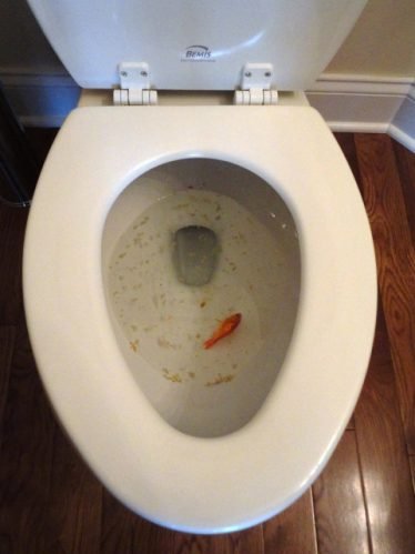 Spoel je vis niet door de wc