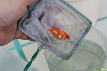 Vis vangen met schepnet voor doden ervan