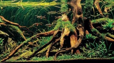 Aquascape met aquariumhout