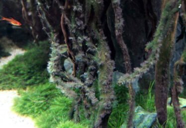 Baardalg op aquariumhout in een aquarium