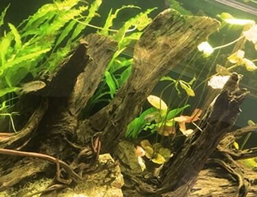 Kienhout in het aquarium