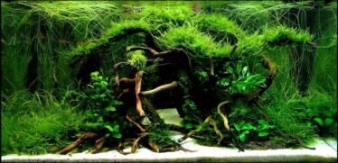 Mos op aquariumhout is een goede combinatie