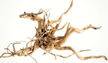 Spiderwood in het aquarium