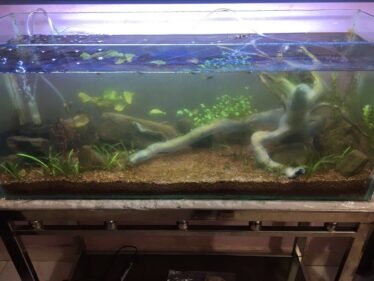 schimmel op hout in het aquarium