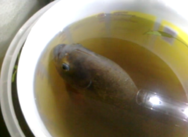 Grote piranha in emmer voor transport