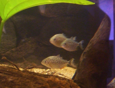 Jonge roodbuik piranha