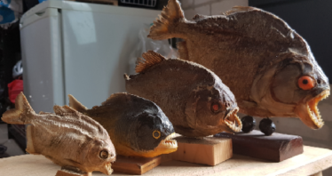 Opgezette piranha’s