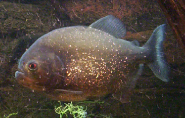 Piranha van 5 jaar