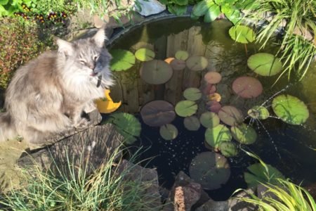 De kat bij de vijver