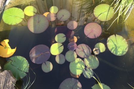 Lelies in mij vijver