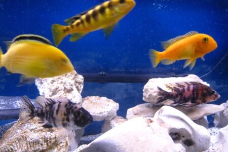 Mijn gele cichliden