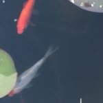 Twee goudvissen samen