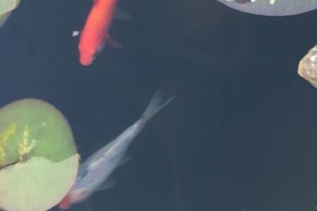 Twee goudvissen samen