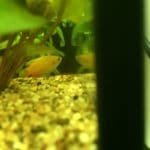 Een leuk, wat schuw visje. Beweegt zich langzaam door het water. Prachtig van kleur. 