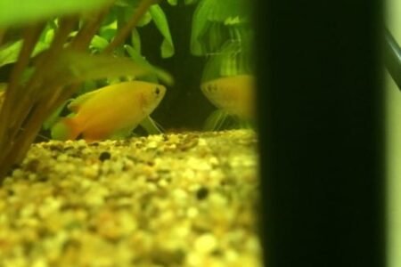 Een leuk, wat schuw visje. Beweegt zich langzaam door het water. Prachtig van kleur. 