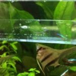 7 baby guppen 3 volwassen guppen